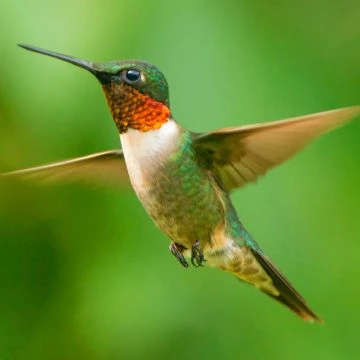 Hunajauutteen parhaat edut hummingbirdille